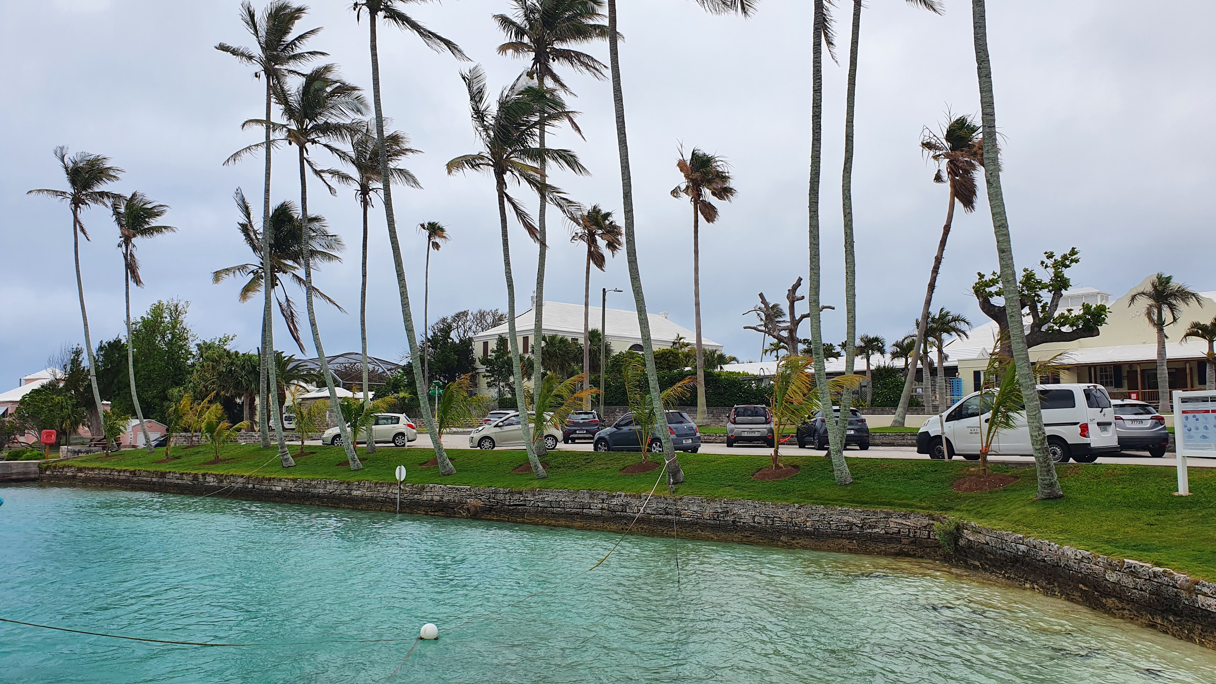 Young Coconut Palms 3.jpg